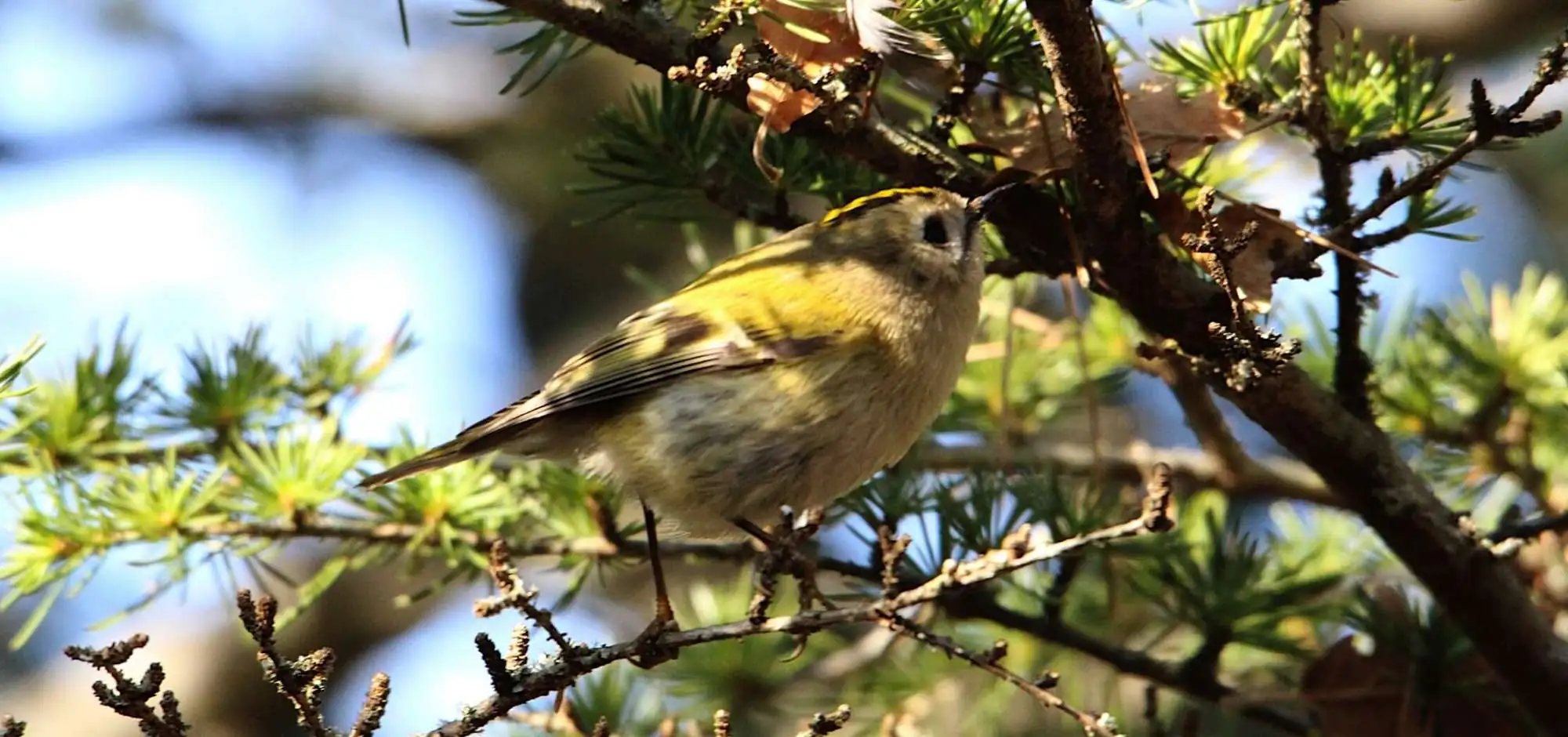 Le Luberon en hiver vu par notre guide nature