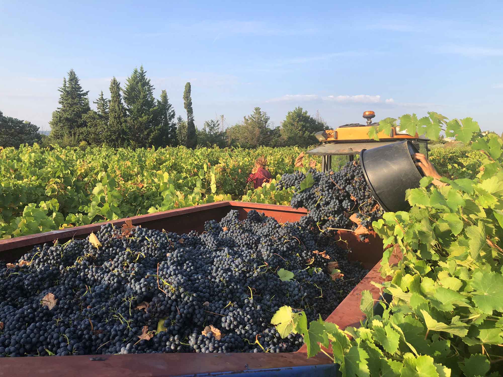 Vendanges au Château Fontvert, raisins récoltés dans les vignes du domaine à Lourmarin