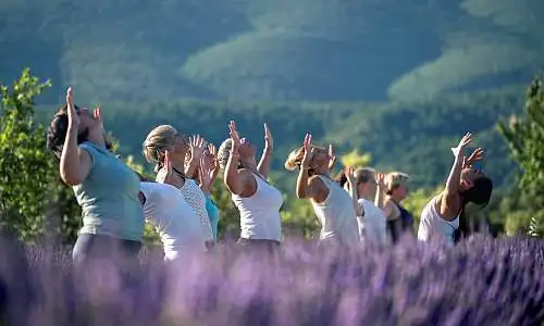 Yoga dans les lavandes