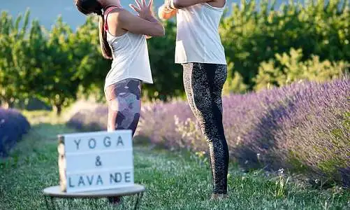 Yoga dans les lavandes