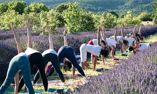Yoga dans les lavandes