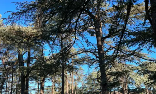 Forêt des Cèdres Cabrières-d'Avignon