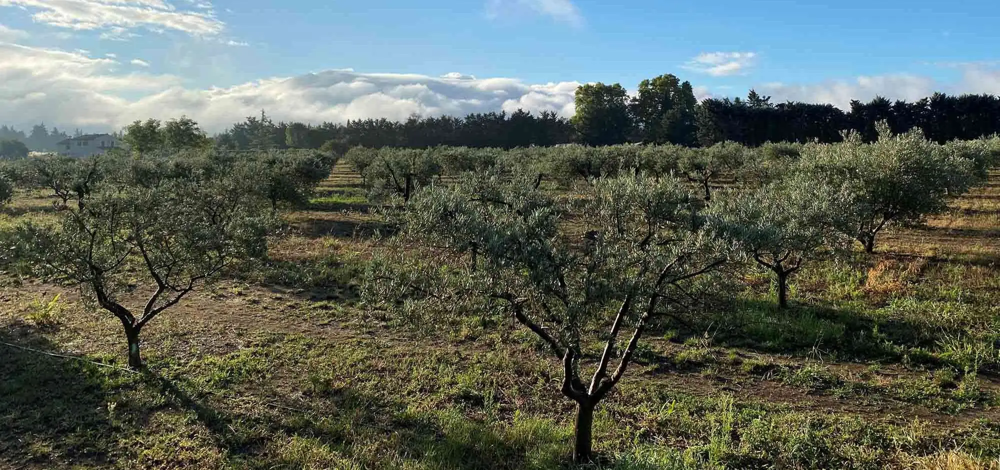 Domaine Clos des Faucons