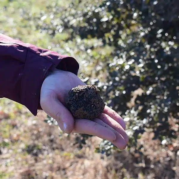 La truffe, un produit du terroir d’exception 