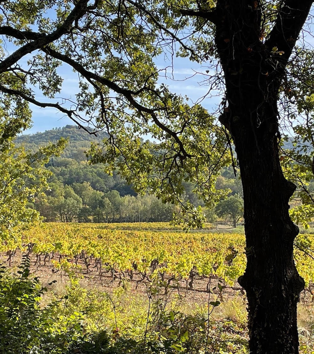 Vue sur le vignoble du Château de Mille à Apt à travers les arbres, avec les collines du Luberon en arrière-plan.