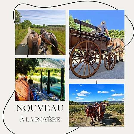 Balade en calèche dans les vignes avec Les Traits du Lub
