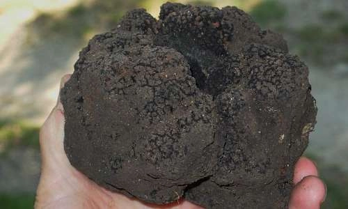 Truffes