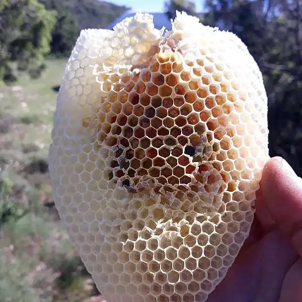 Rucher Petit Luberon