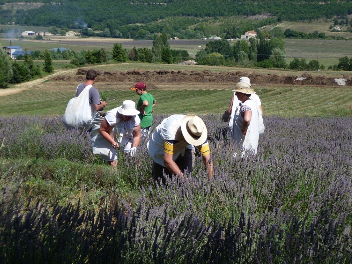 Récolte manuelle de la lavande dans les champs de la distillerie Aroma'Plantes à Sault