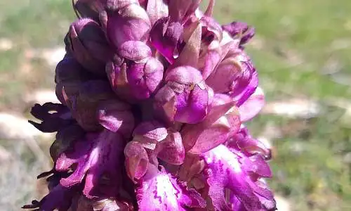 La Boîte à Rando : sortie botanique orchidée