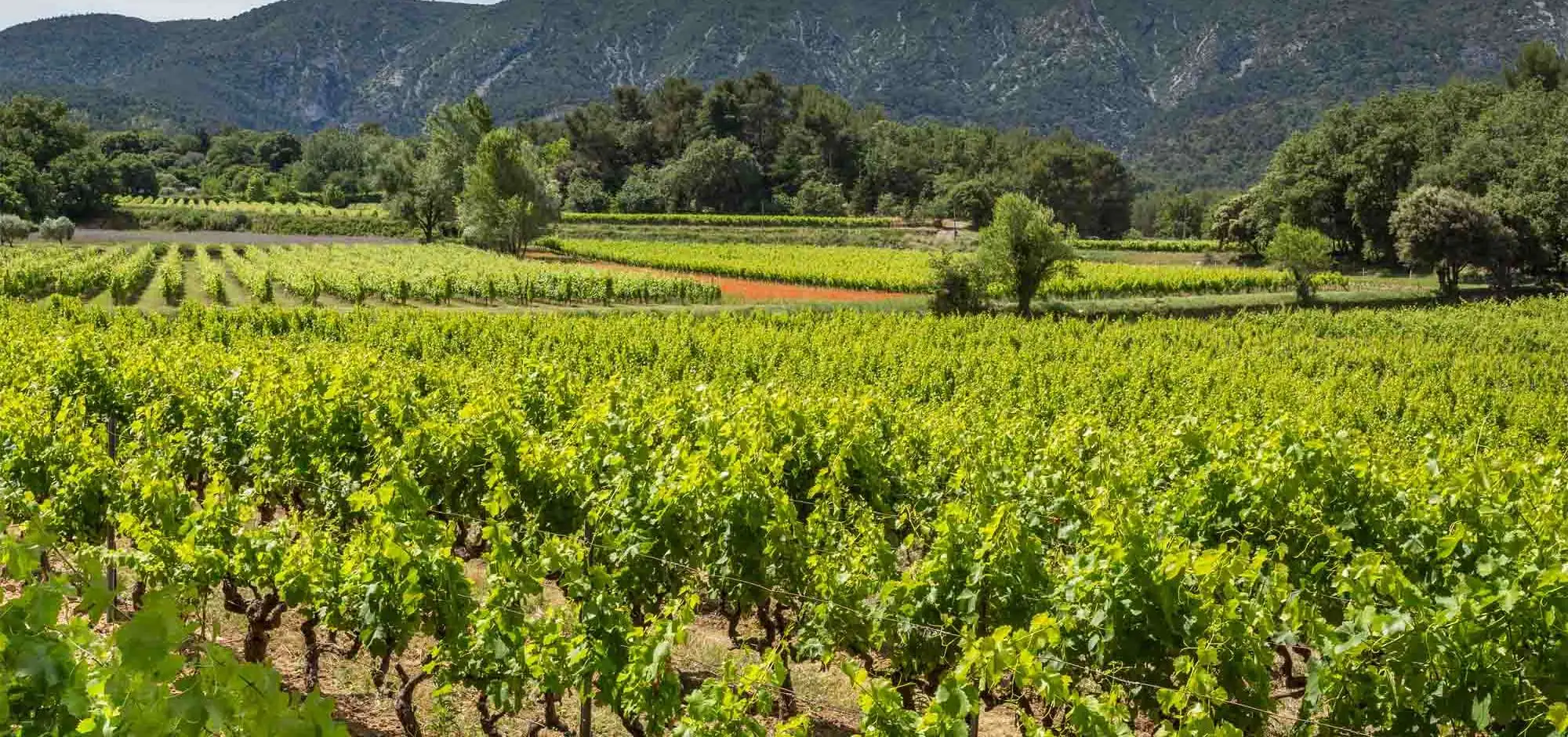 Mas des Infermières