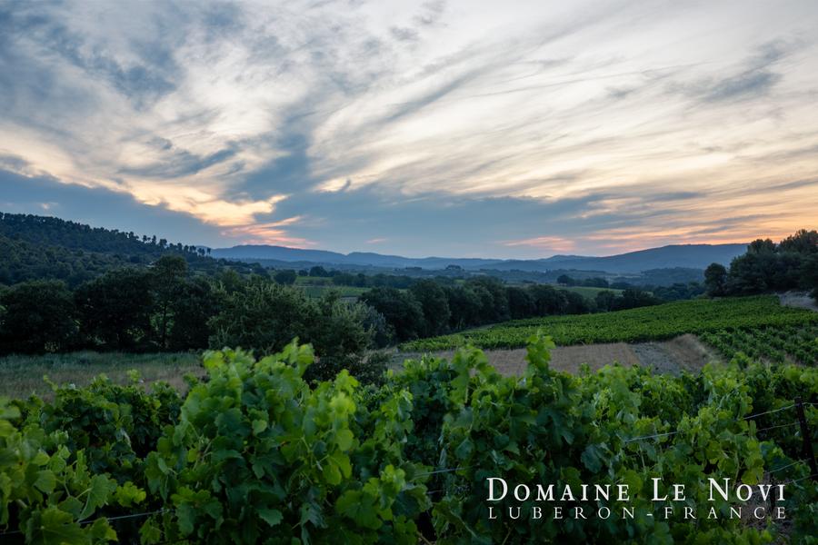 Vignes du Domaine Le Novi Vignes du Domaine Le Novi à La Tour-d'Aigues dans le Luberon