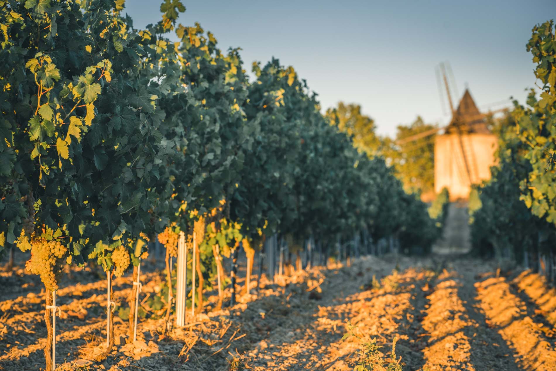 Vignes du Château de Sannes Vignes du Château de Sannes dans le Parc naturel régional du Luberon