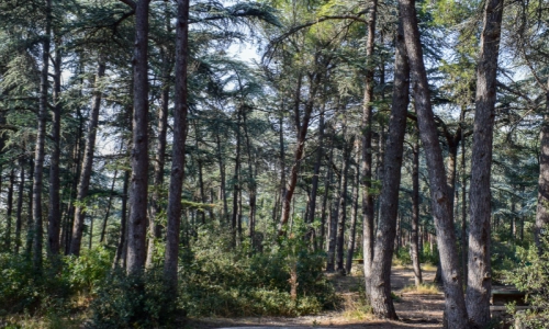 Forêt des cèdres 